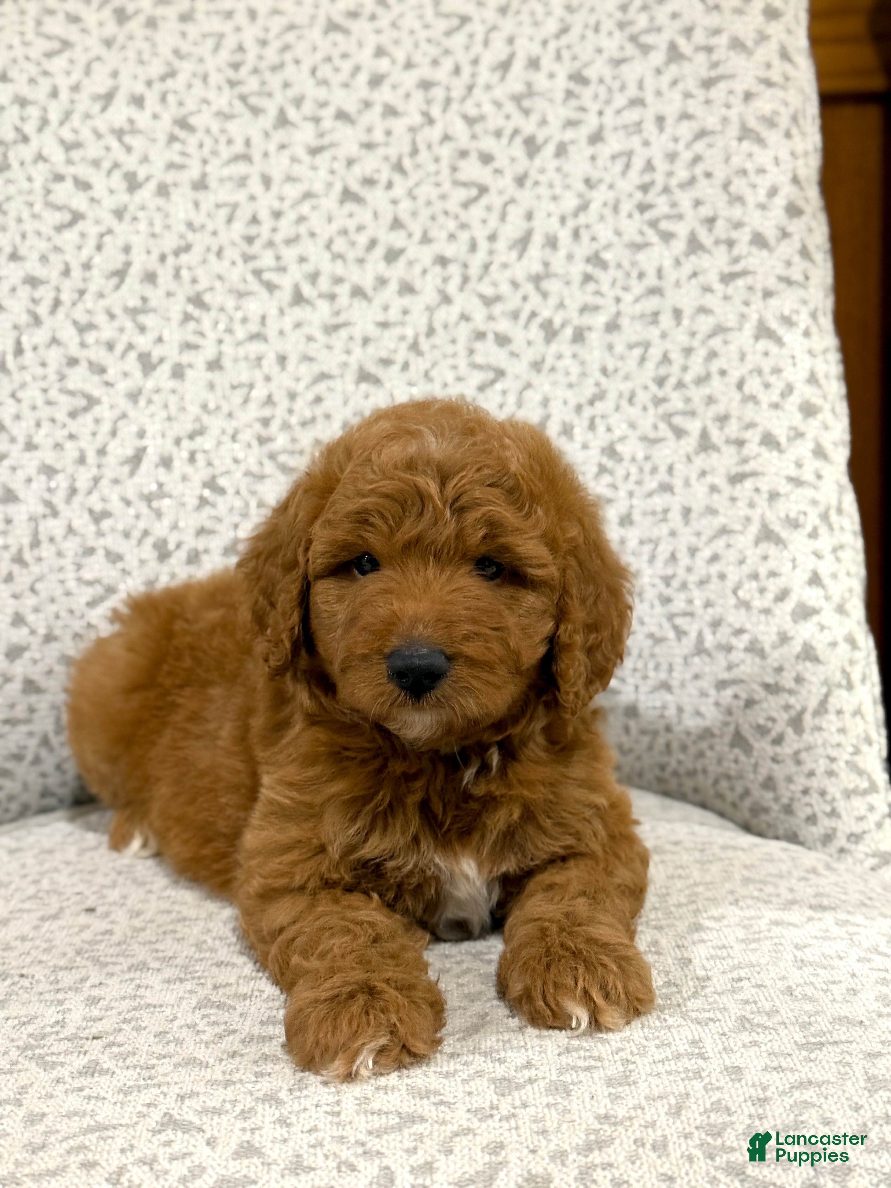 Goldendoodle dogs Pearl - Ad 29