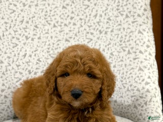 Goldendoodle dogs Pearl - Ad 31