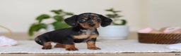 Miniature Dachshund dogs for sale: Ivy - Ad 5