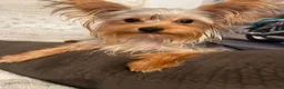 Yorkshire Terrier dogs for sale: Yorkshire Terrier Puppy 2 - Ad 7