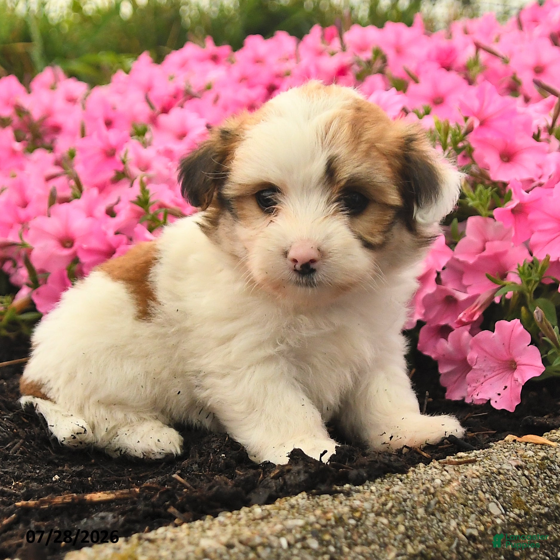 Mixed Breed dogs Gail - Ad 2