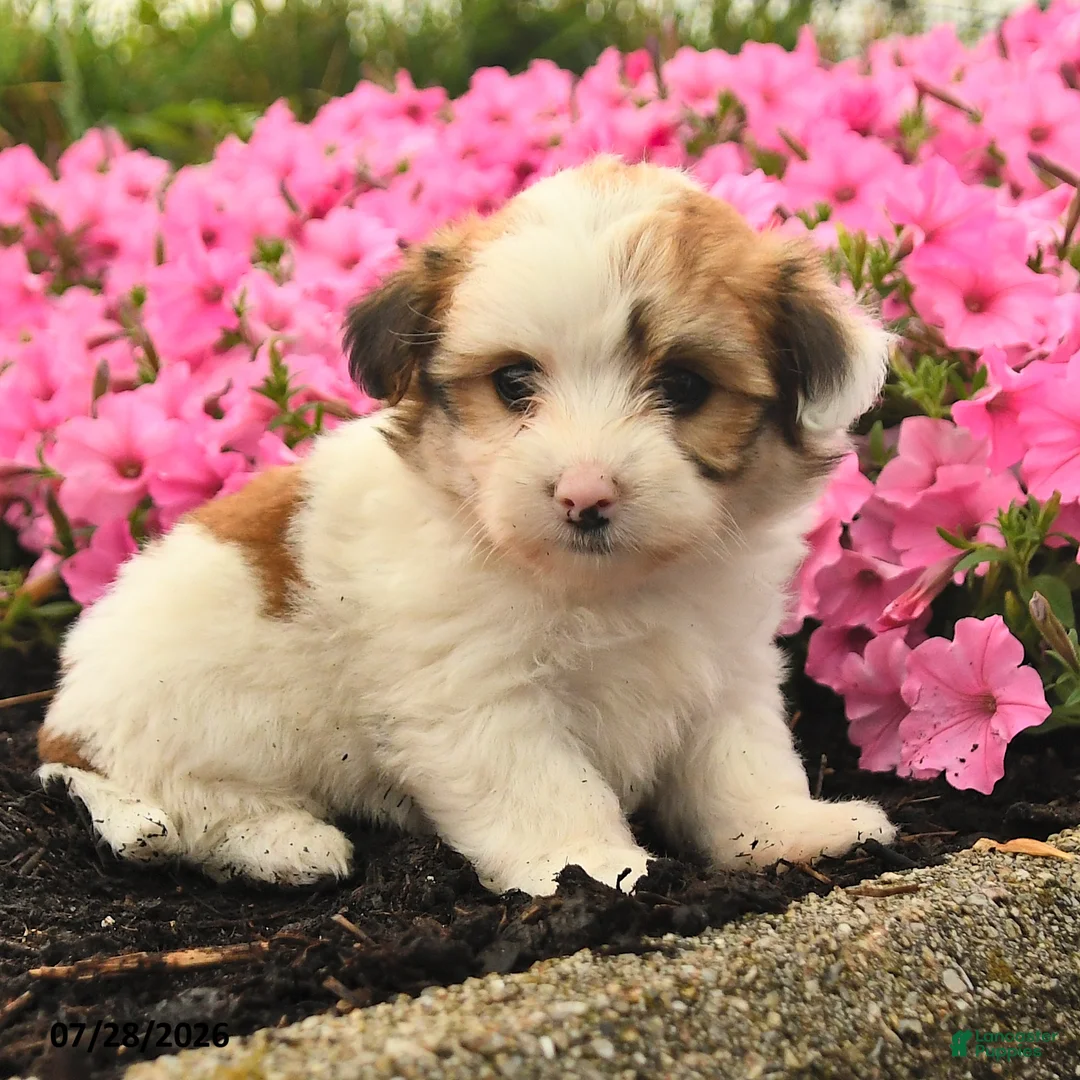 Mixed Breed dogs for sale: Gail - Ad 2