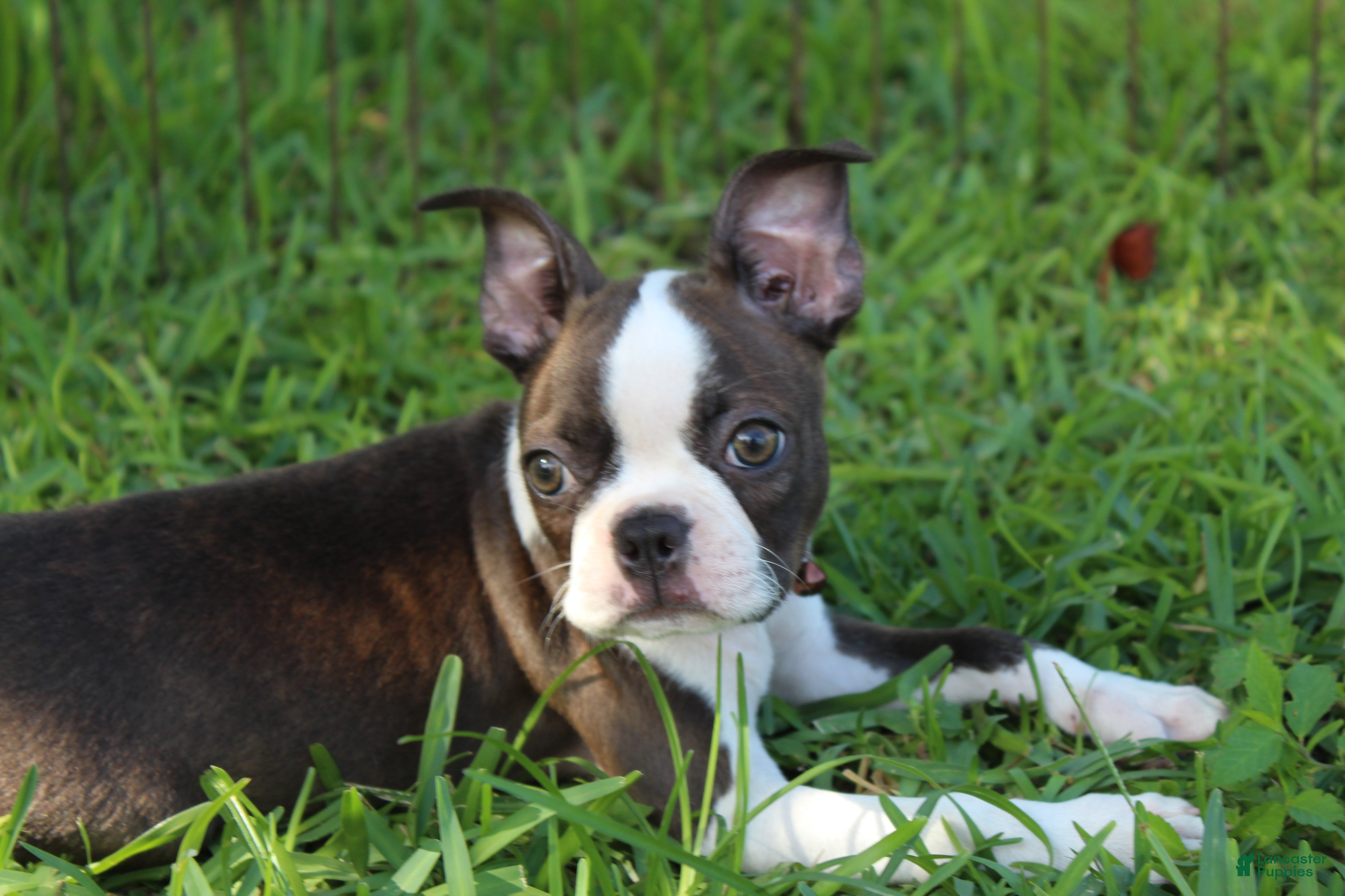 Boston Terrier dogs Lucy - Ad 1