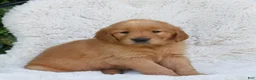 Golden Retriever dogs for sale: Prince - Ad 2