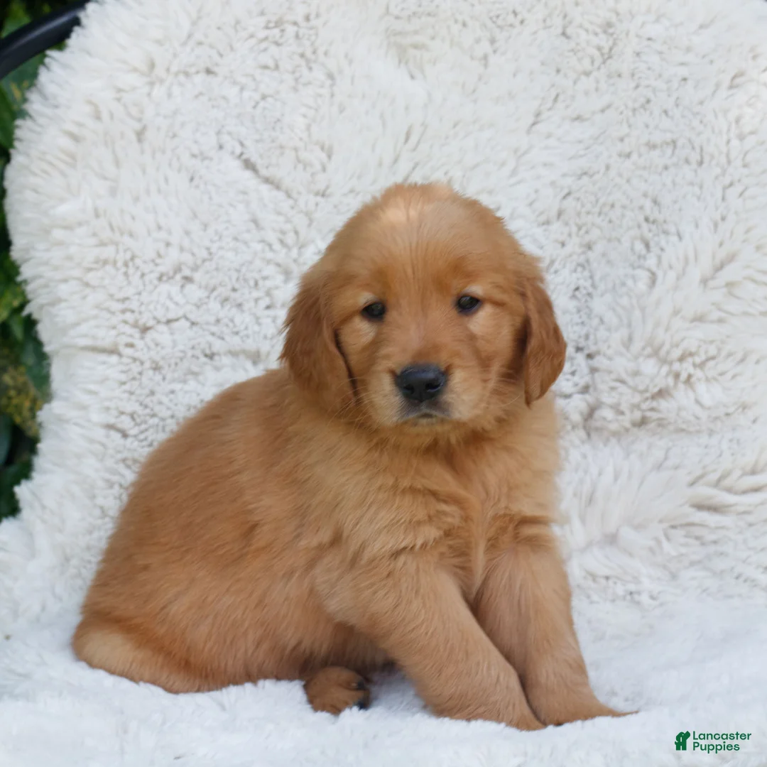 Golden Retriever dogs for sale: Prince - Ad 2