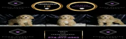 Mini Goldendoodle dogs for sale: Chevy - Ad 6