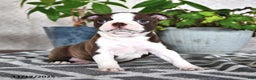 Boston Terrier dogs for sale: Regina - Ad 5