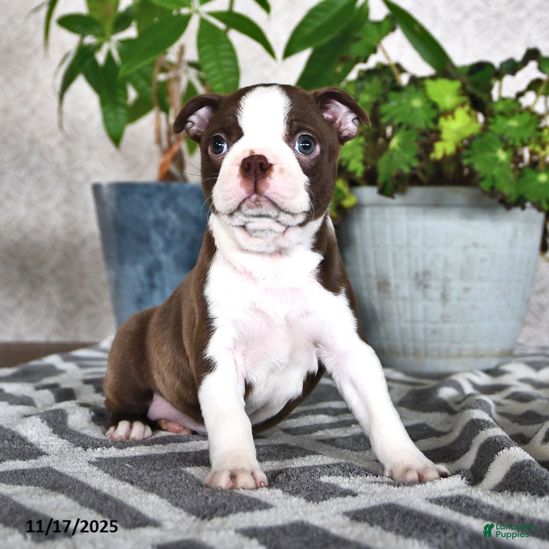 Boston Terrier dogs for sale: Regina - Ad 5