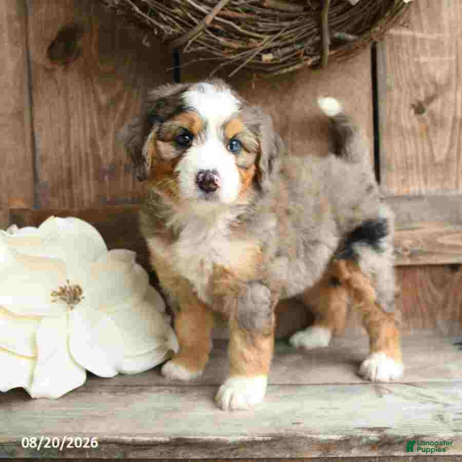 Mini Bernedoodle dogs Sophie - Ad 1