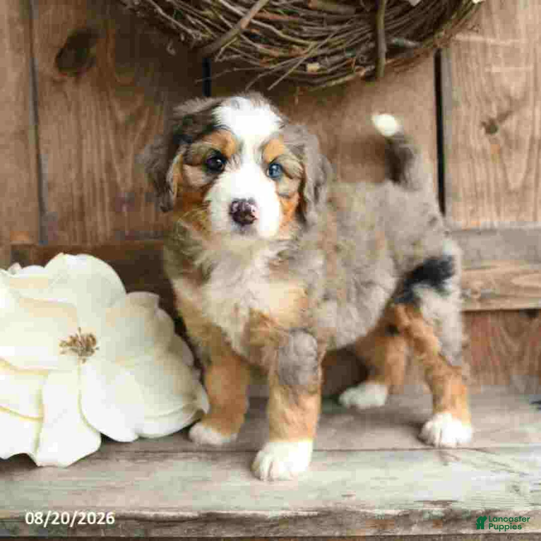 Mini Bernedoodle dogs for sale: Sophie - Ad 1