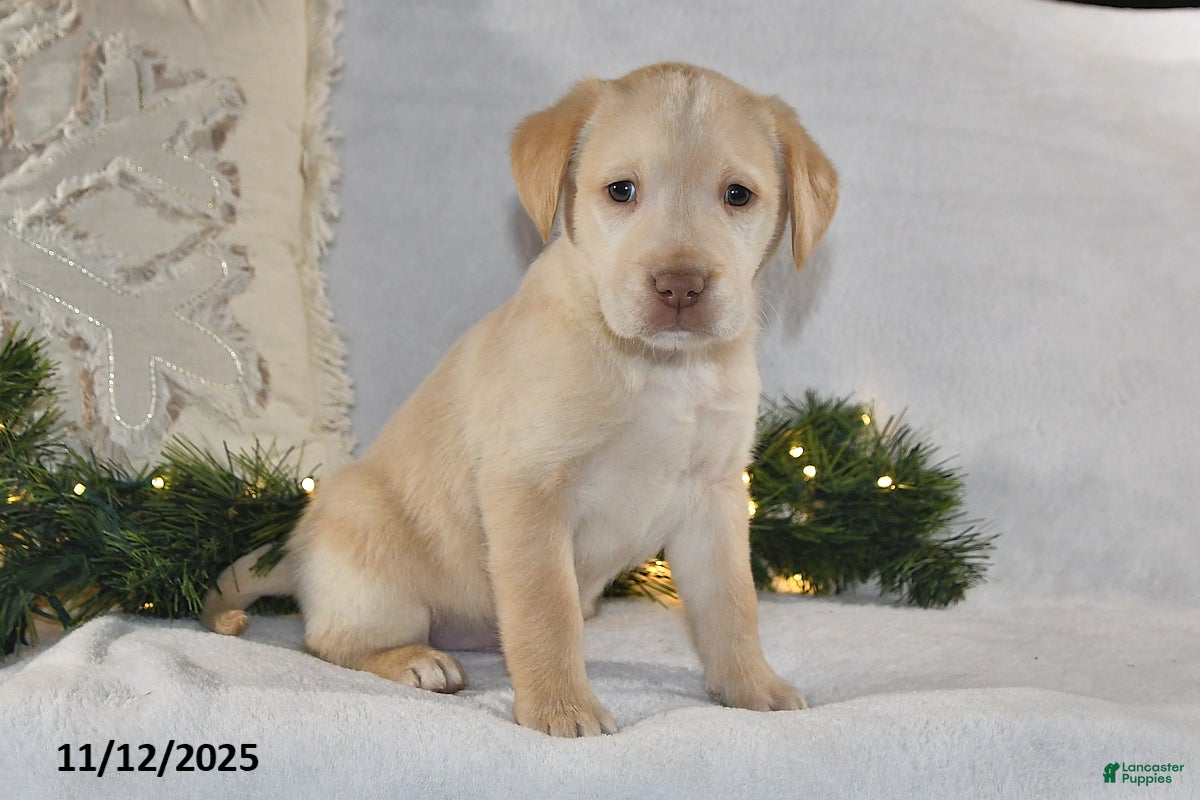 Labrador Retriever dogs Remy - Ad 32
