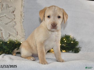 Labrador Retriever dogs Remy - Ad 35