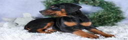 Doberman Pinscher dogs for sale: TITUS - Ad 4