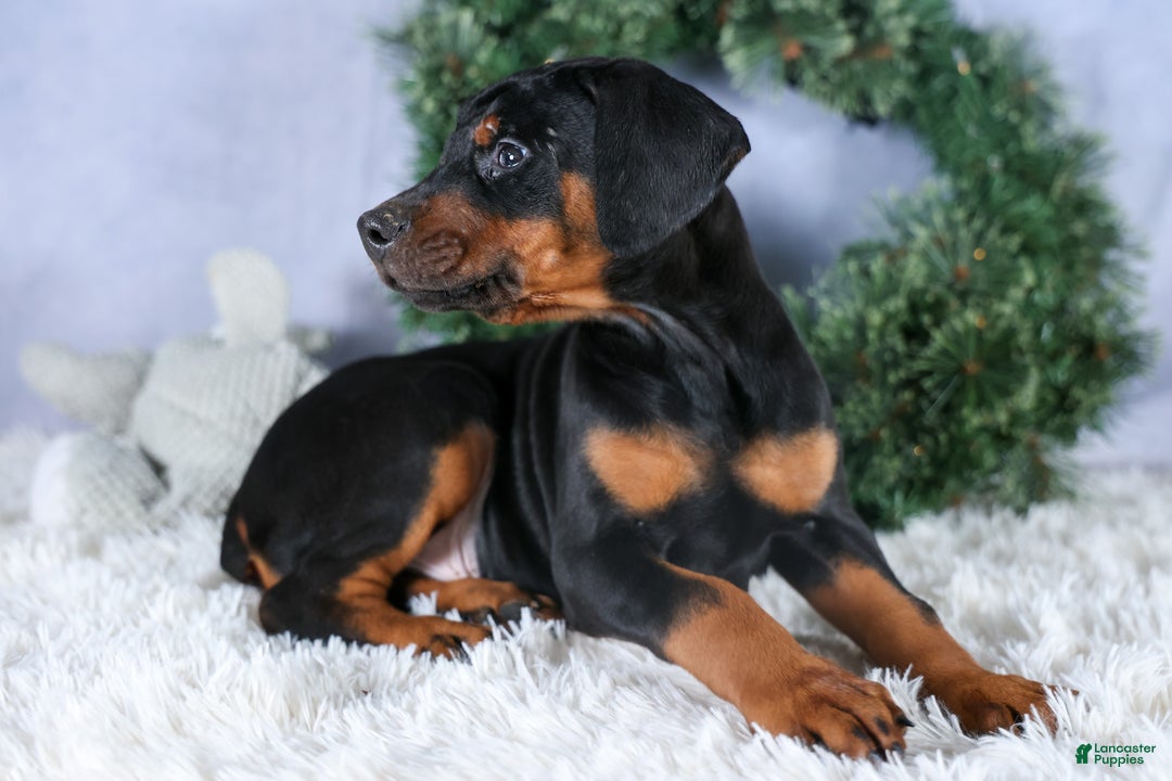 Doberman Pinscher dogs for sale: TITUS - Ad 4