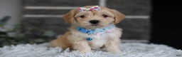 Maltipoo dogs for sale: Millie - Ad 11