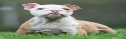 English Bulldog dogs for sale: Hulk - Ad 106