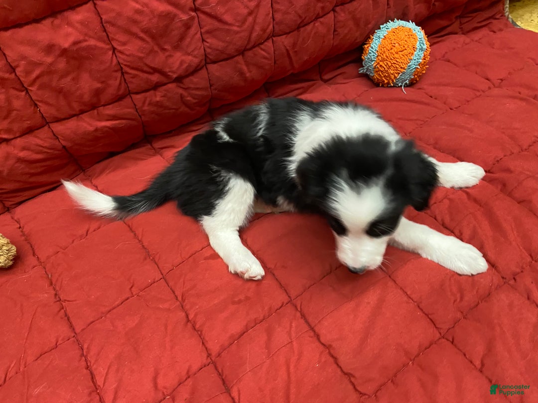 Border Collie dogs for sale: Remy - Ad 6