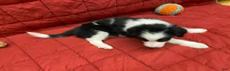 Border Collie dogs for sale: Remy - Ad 6