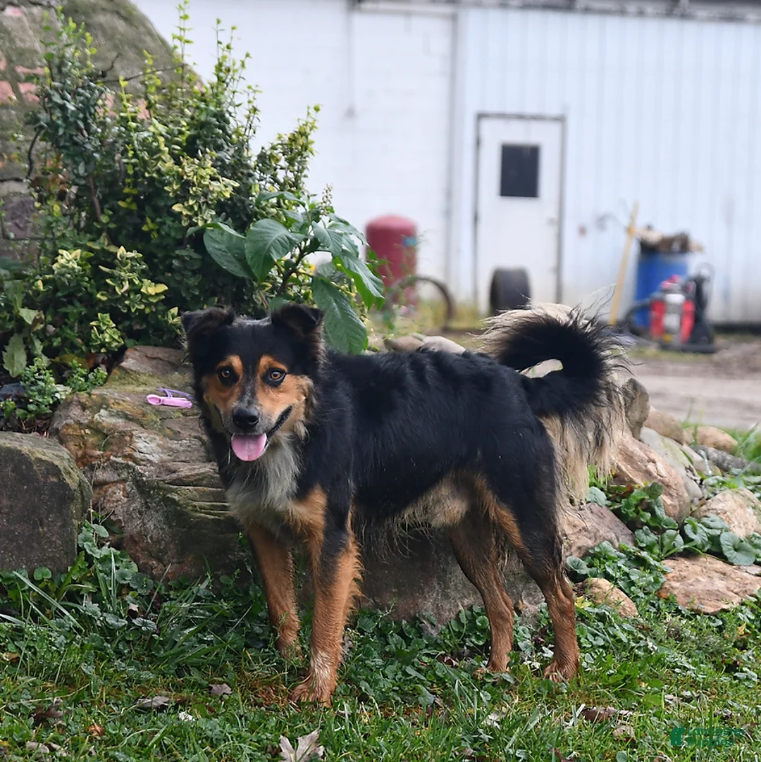 Mixed Breed dogs for sale: Allie - Ad 7