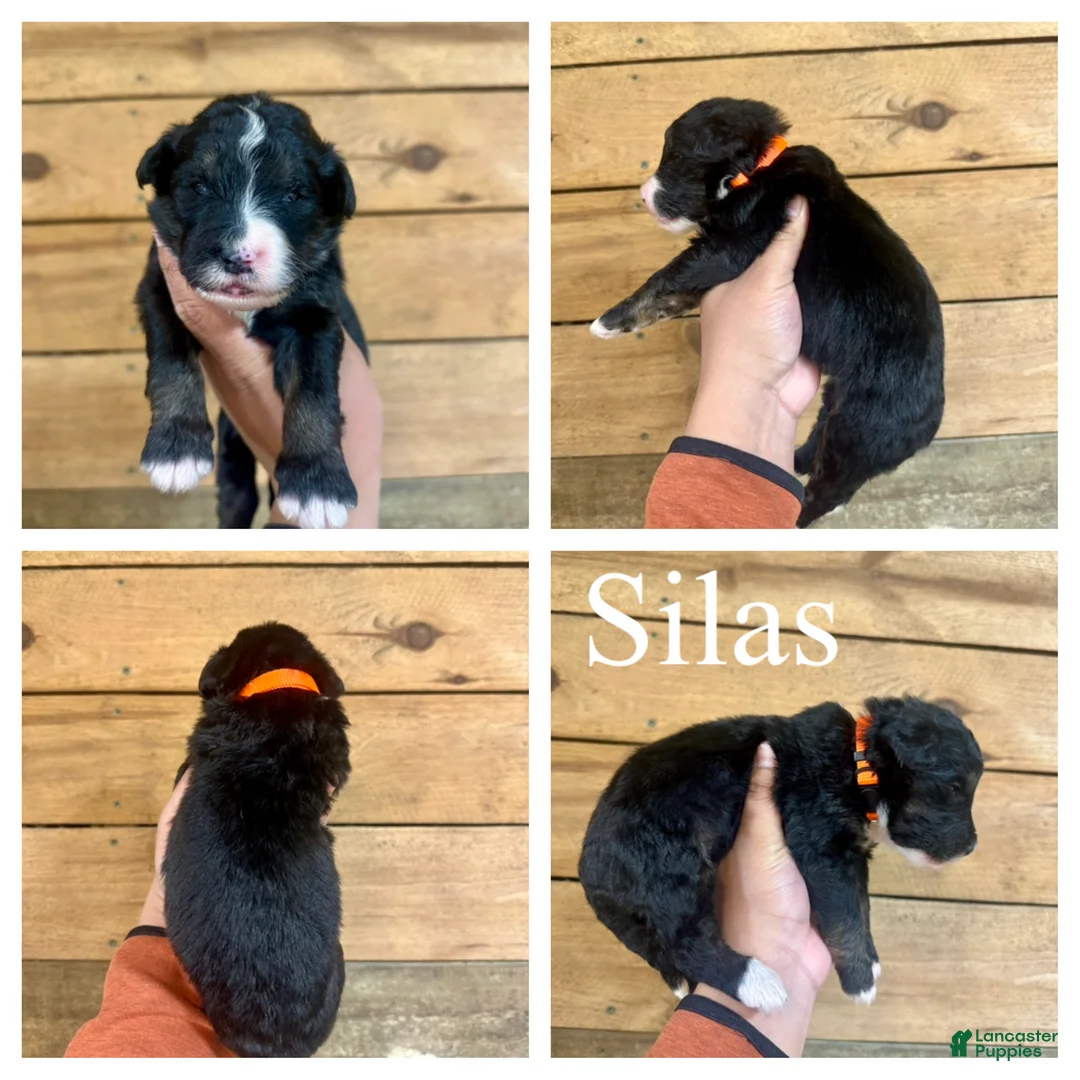 Bernedoodle dogs for sale: Silas- Standard F1 - Ad 1