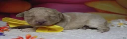 Toy Poodle dogs for sale: Alvin  - Ad 5