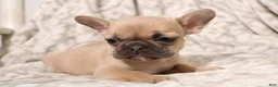 French Bulldog dogs for sale: Link - Ad 12