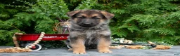 German Shepherd dogs for sale: Venus - Ad 2