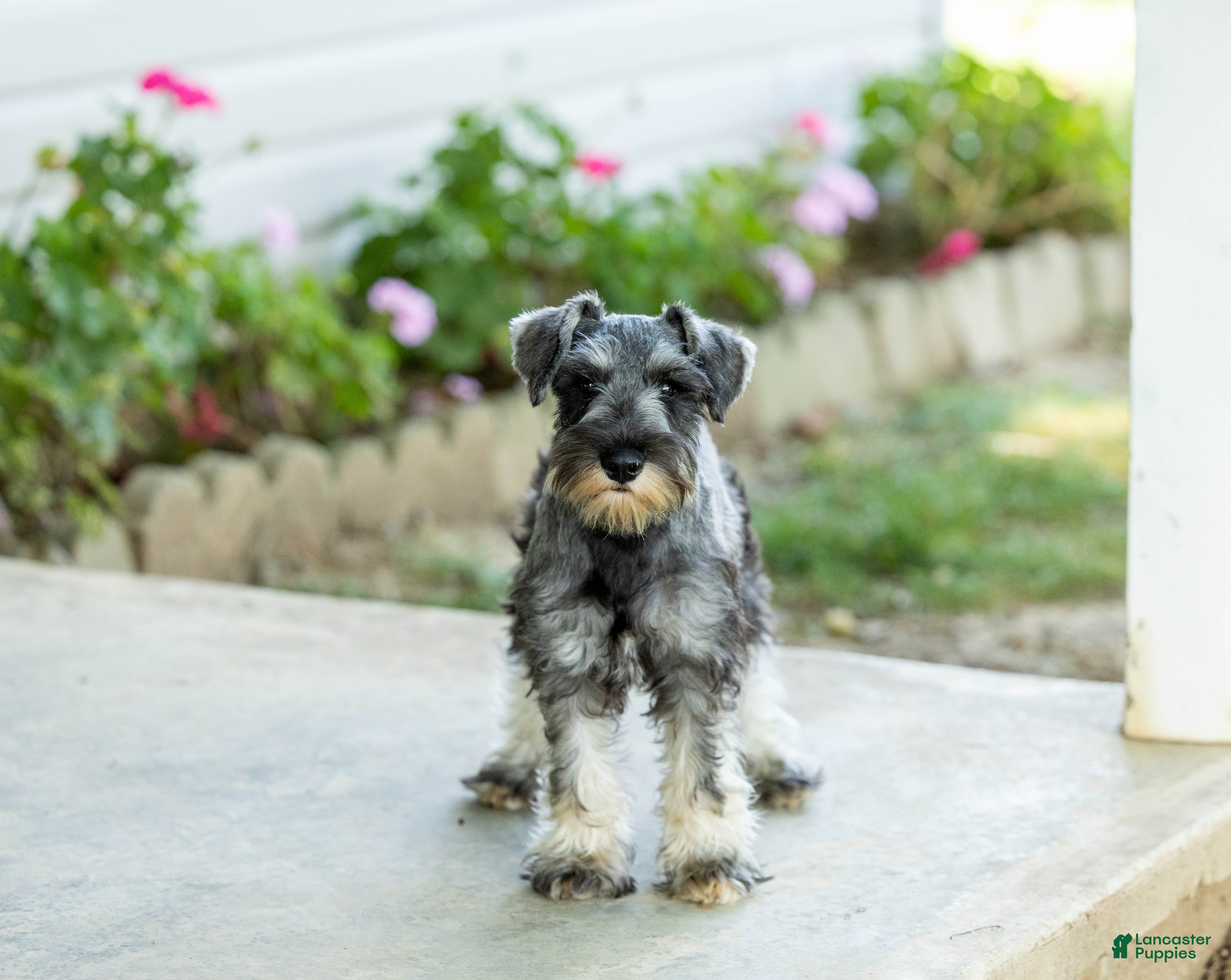 Miniature Schnauzer dogs Flint - Ad 2