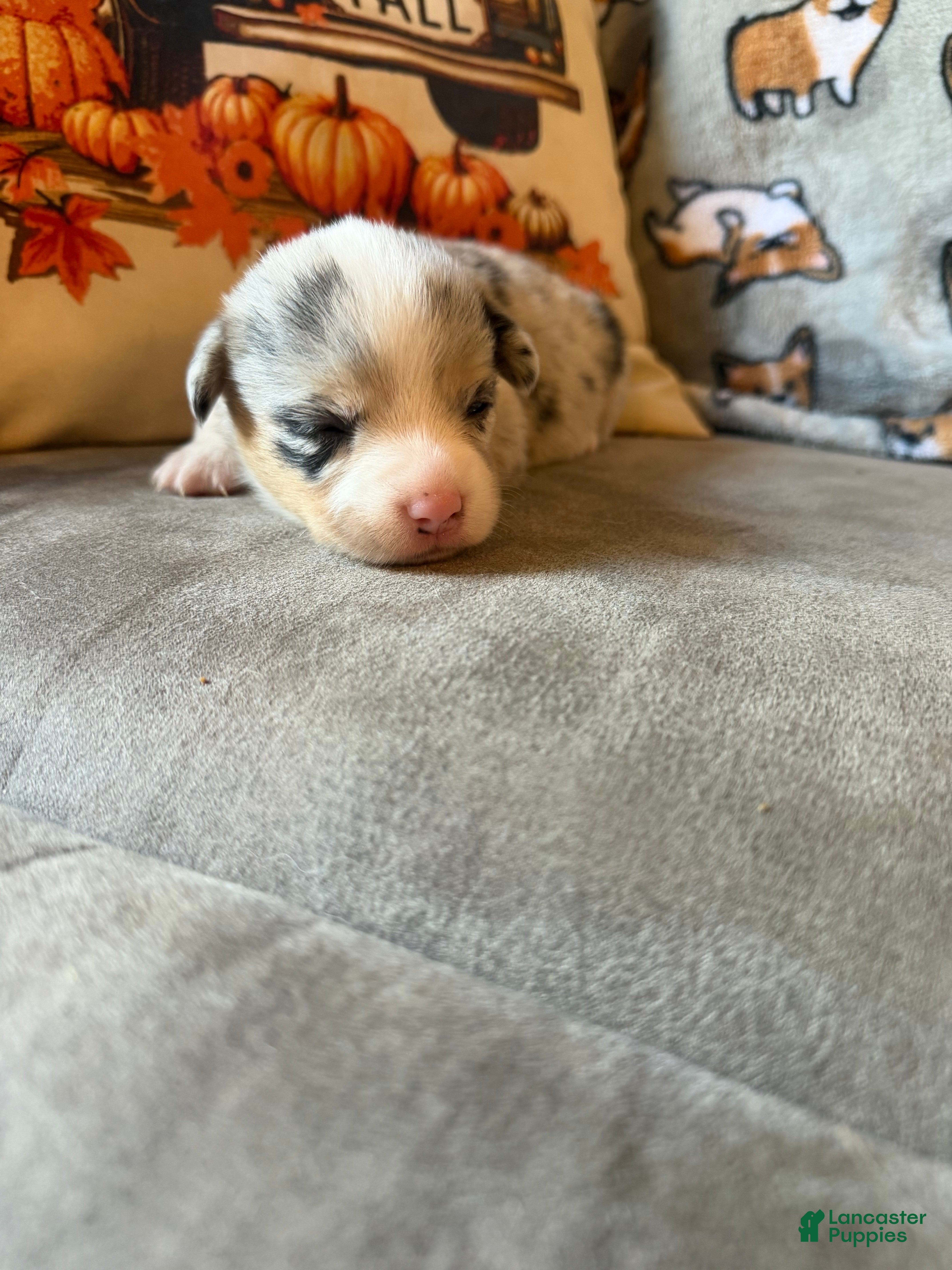 Mixed Breed dogs Sally - Ad 35