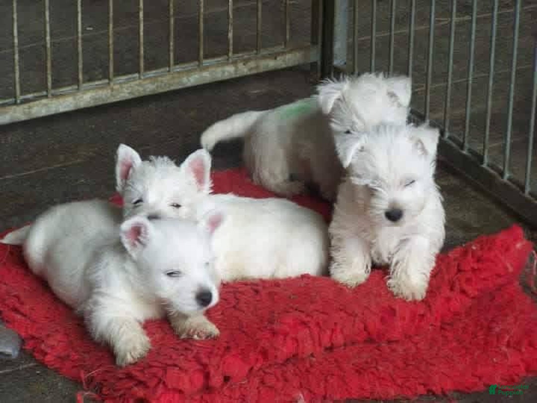 Maltese dogs for sale: Maltese Puppy 1 - Ad 4