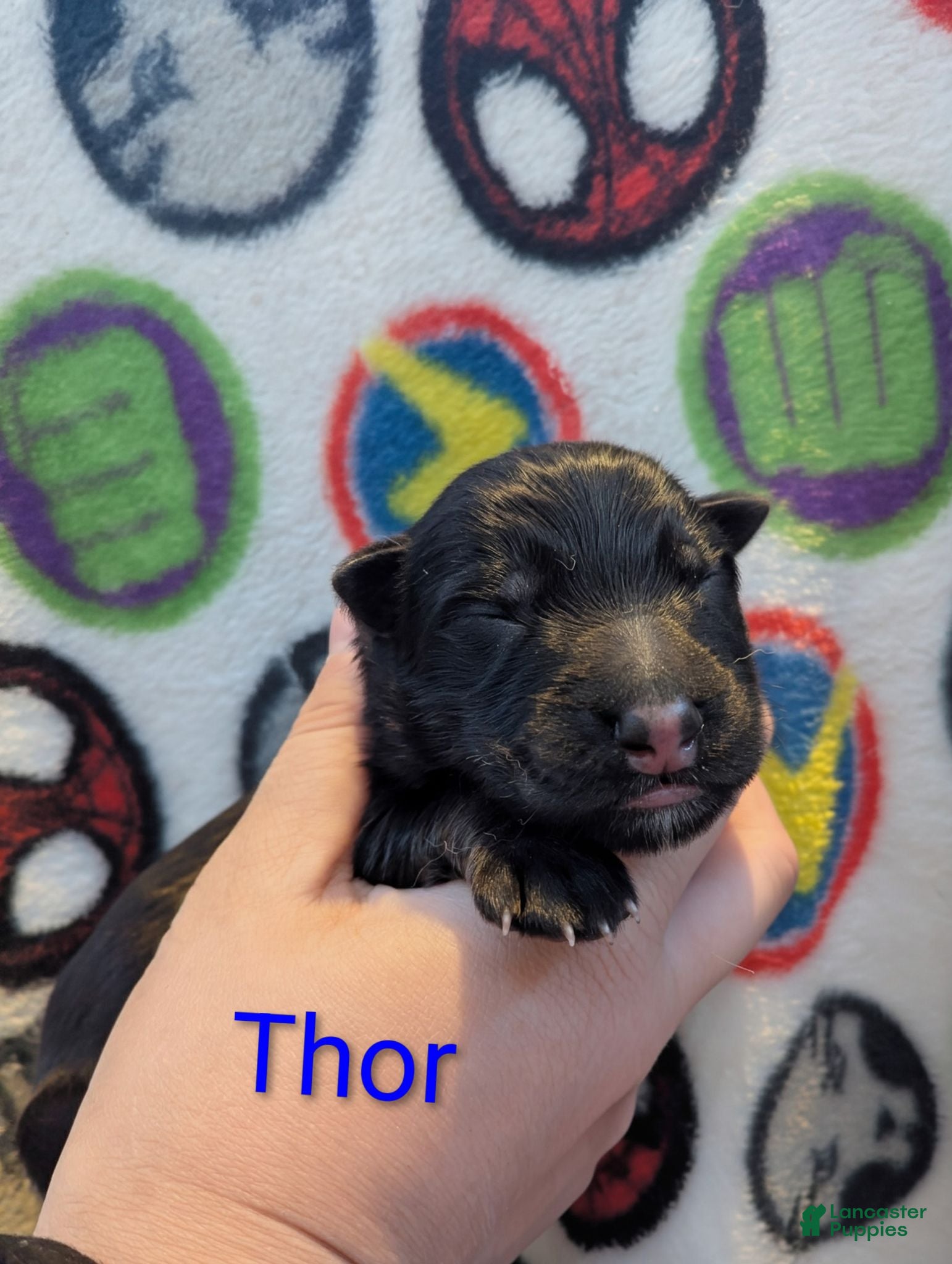 German Shepherd dogs Thor (Blue collar puppy) - Ad 1