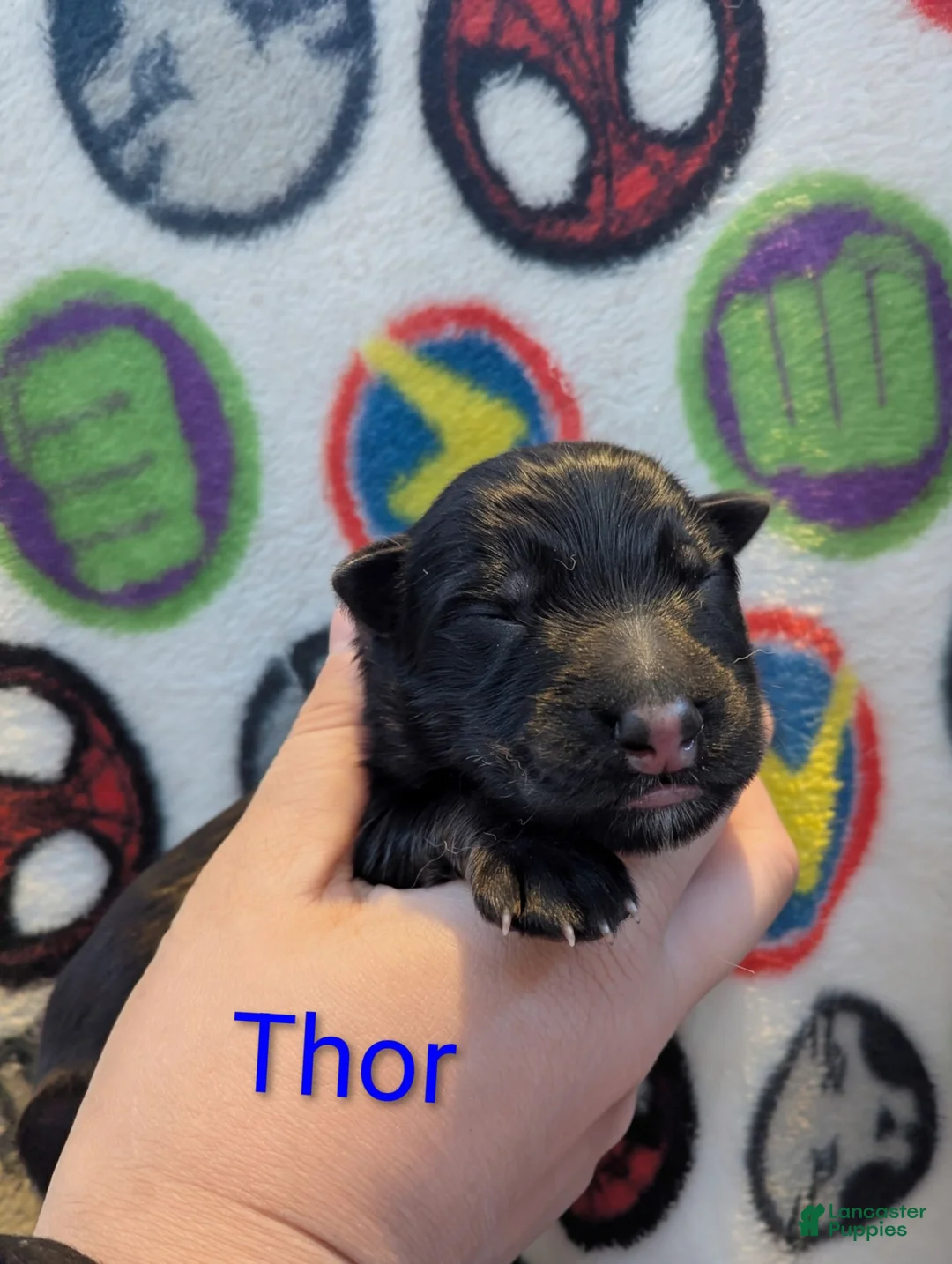 German Shepherd dogs for sale: Thor (Blue collar puppy) - Ad 1