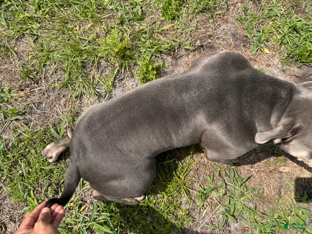 American Bully dogs for sale: American Bully Puppy 1 - Ad 5