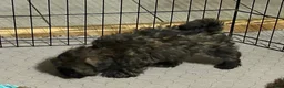 Shihpoo dogs for sale: Shihpoo 5 (Shih Tzu / Poodle) - Ad 8