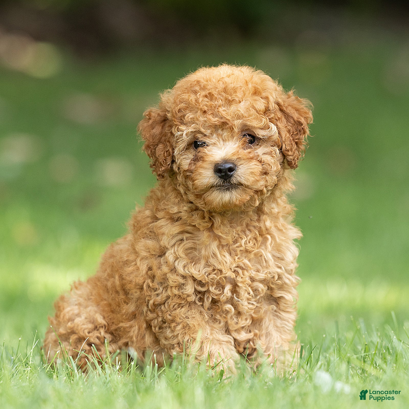 Miniature Poodle dogs Treasure Miniature Poodle  - Ad 1