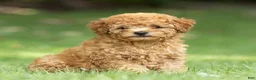 Miniature Poodle dogs for sale: Treasure Miniature Poodle  - Ad 1