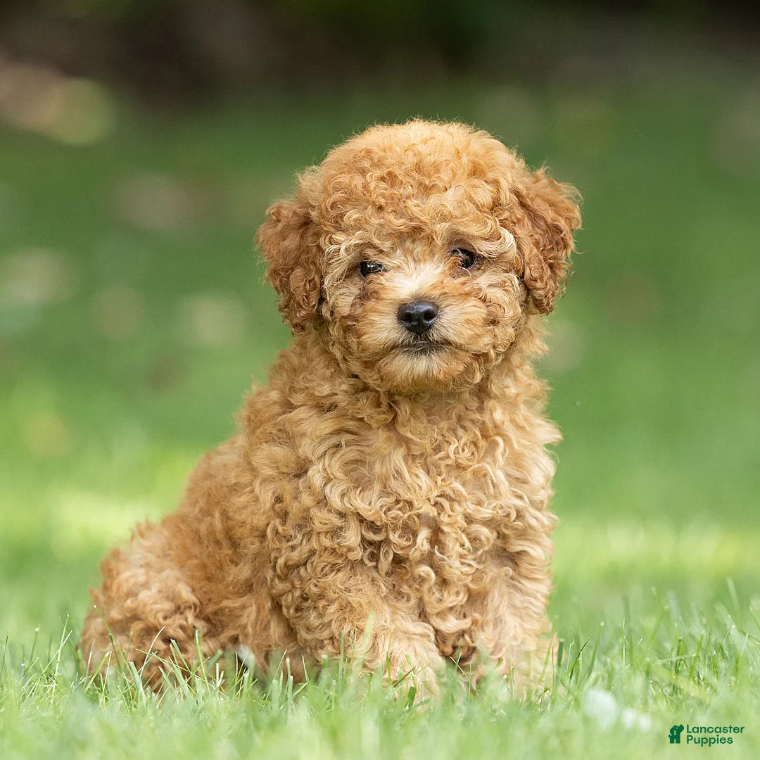 Miniature Poodle dogs for sale: Treasure Miniature Poodle  - Ad 1