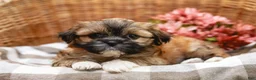 Shih Tzu dogs for sale: Andrell - Ad 6