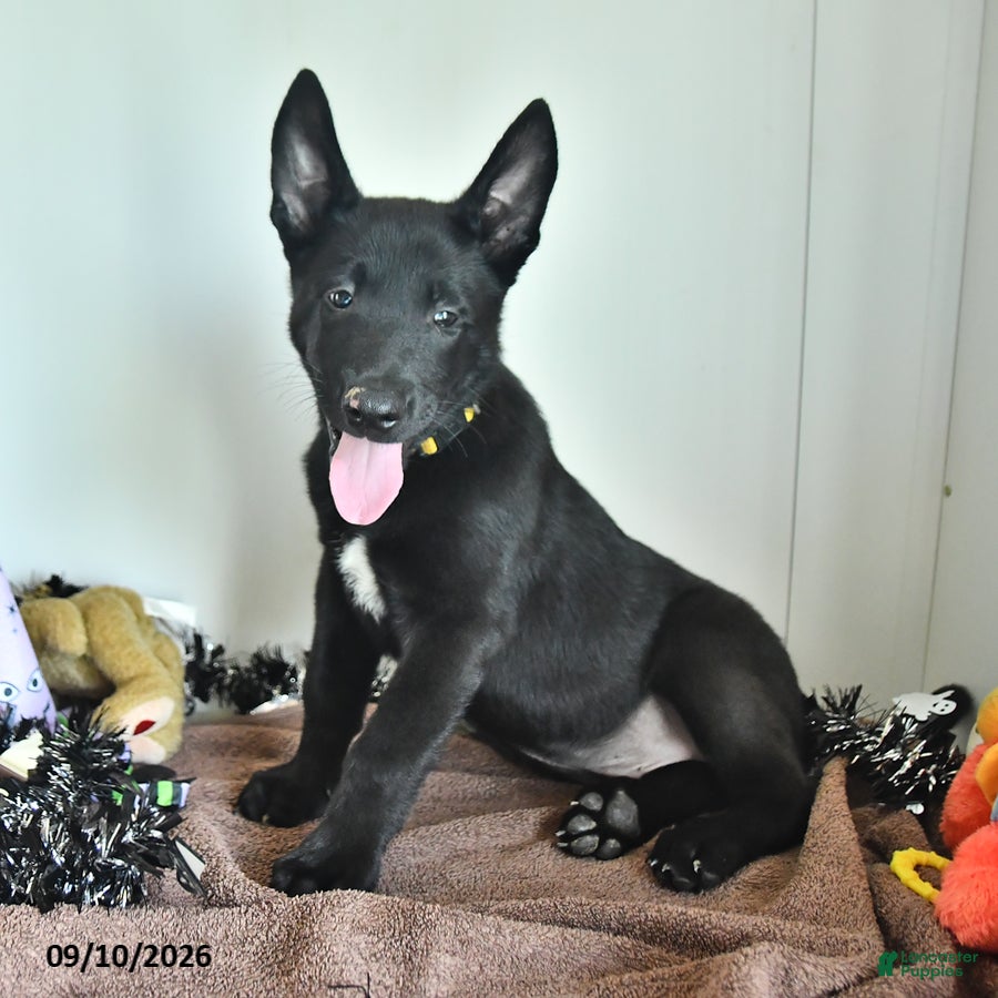 Belgian Malinois dogs Ron  - Ad 2