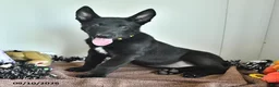 Belgian Malinois dogs for sale: Ron  - Ad 2