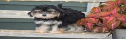 Morkie dogs for sale: Sage - Ad 4