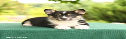 Welsh Corgi Pembroke dogs for sale: Jasmine - Ad 4