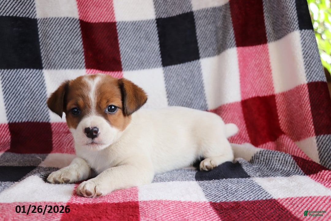 Jack Russell Terrier dogs for sale: Sweetheart - Ad 1