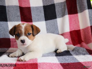 Jack Russell Terrier dogs Sweetheart - Ad 5