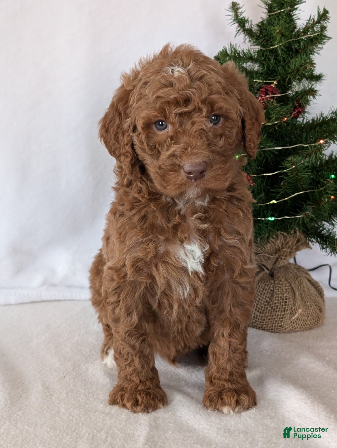 Goldendoodle dogs for sale: Porter  - Ad 16