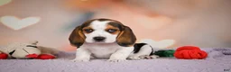 Beagle dogs for sale: OPAL - Ad 6