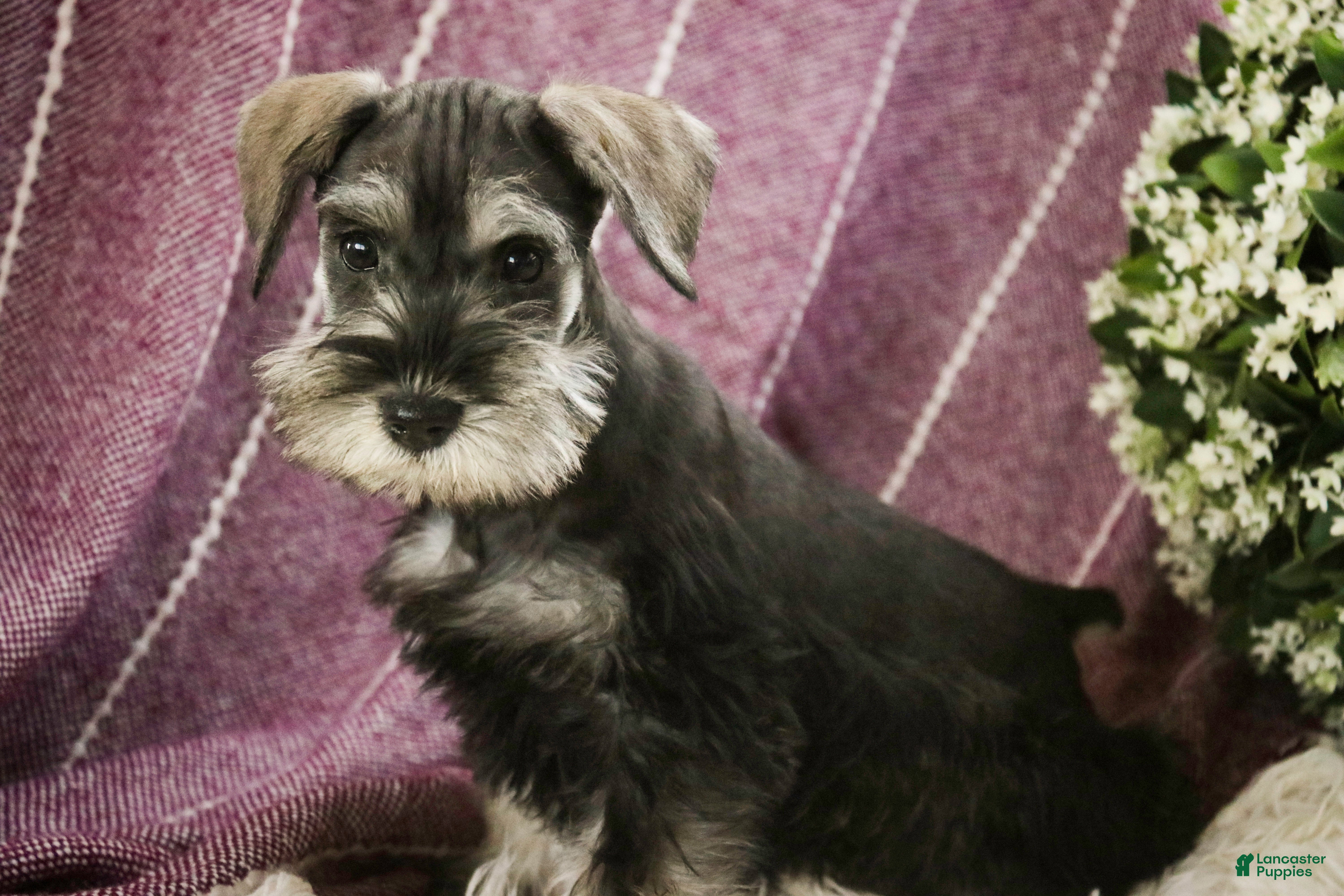 Miniature Schnauzer dogs Holly - Ad 36