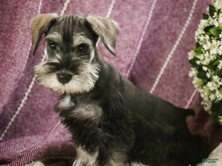 Miniature Schnauzer dogs Holly - Ad 36