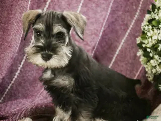 Miniature Schnauzer dogs Holly - Ad 35