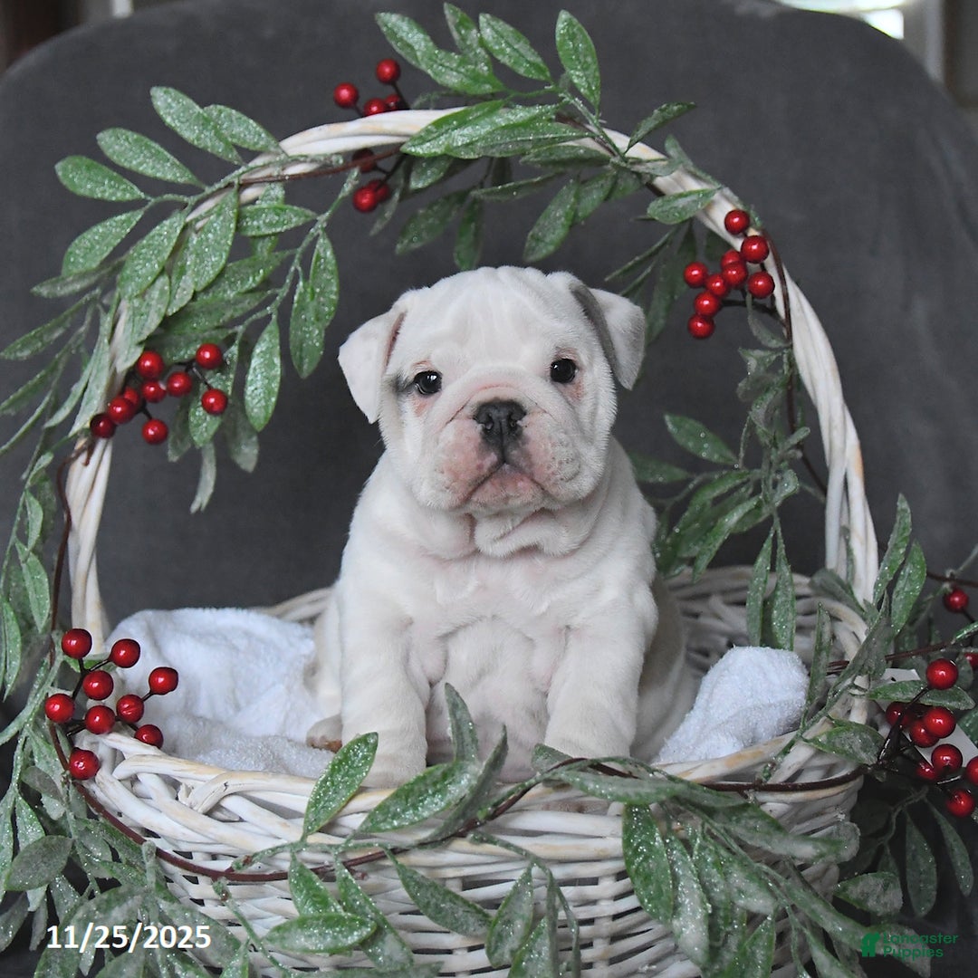 English Bulldog dogs for sale: Pearl - Ad 4
